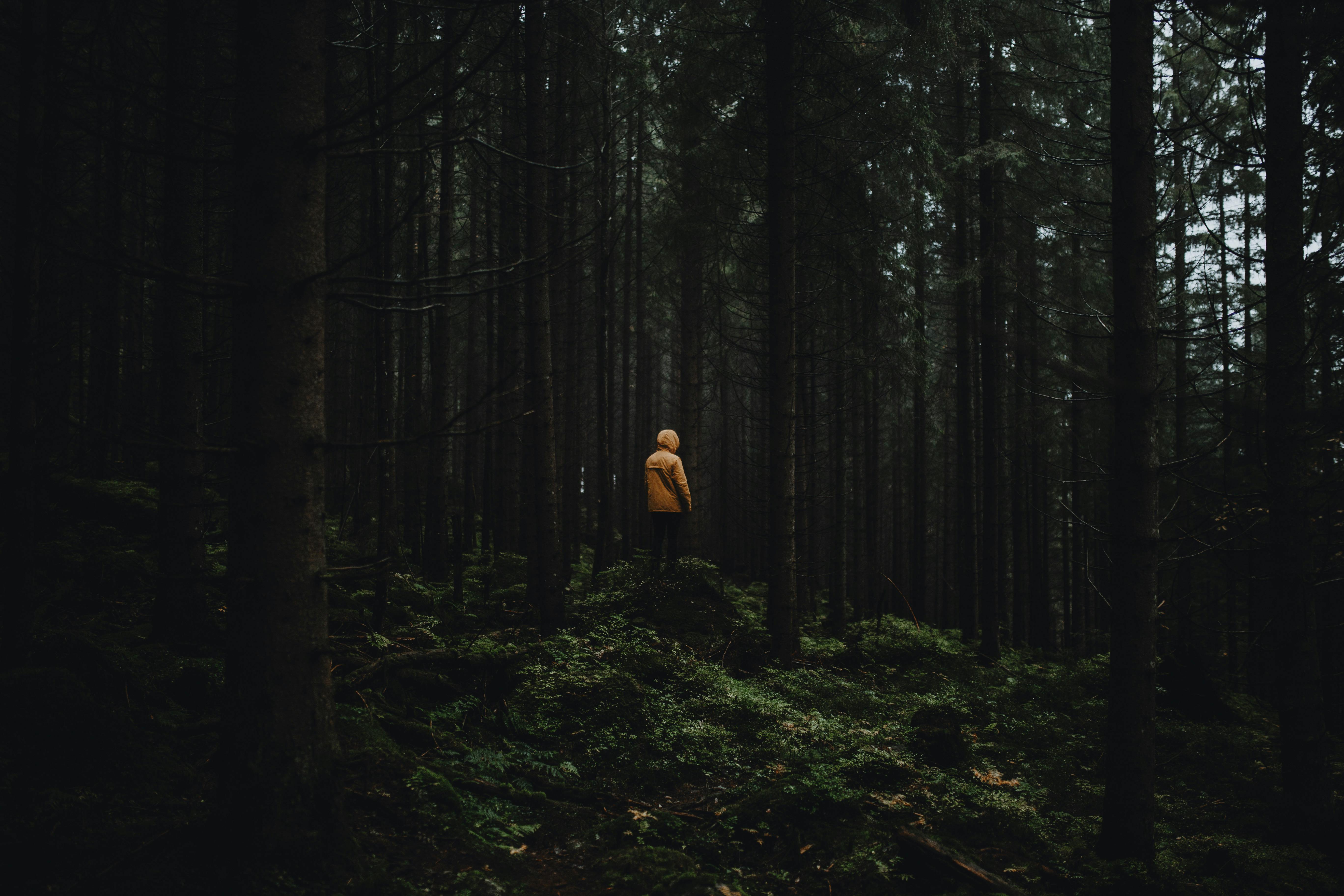 RAUKR – Wald und Stille